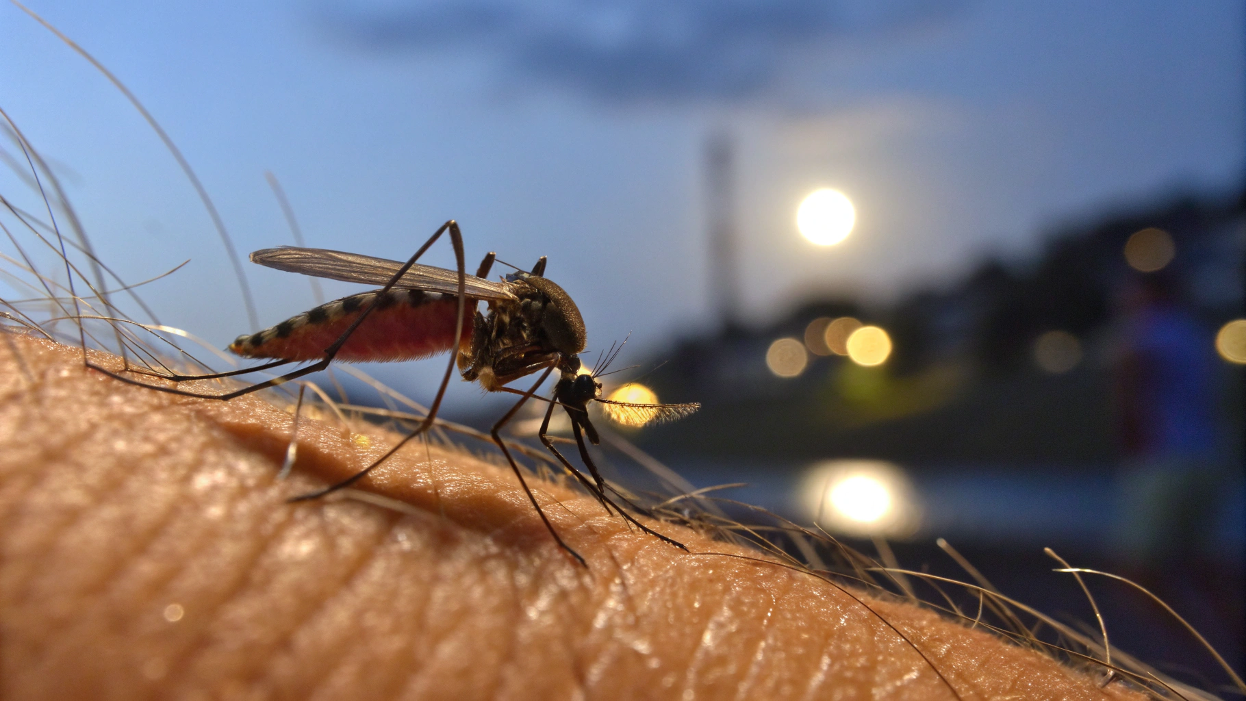 Mosquito Control