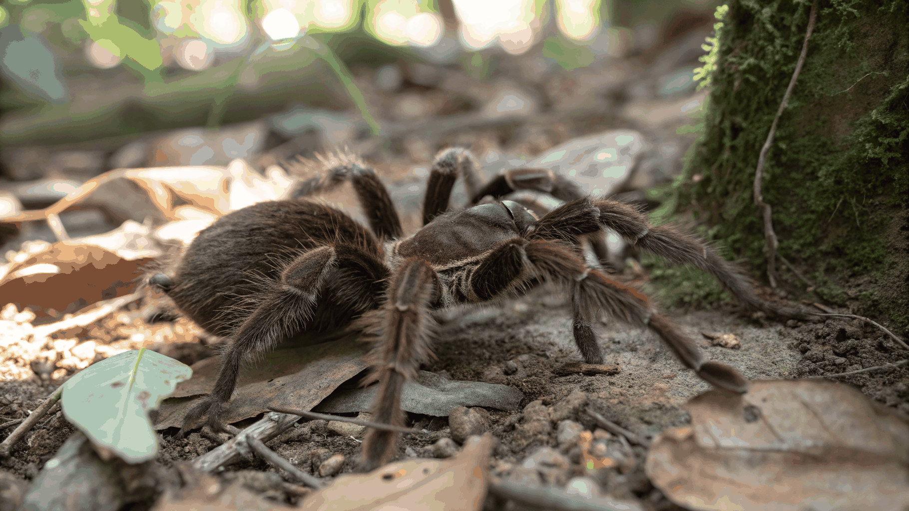 Spider Control