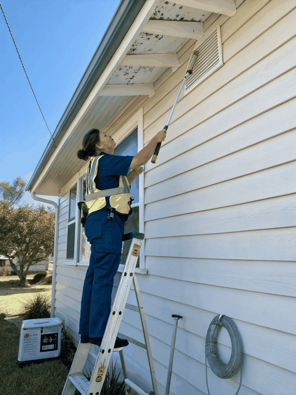 Spider Removal